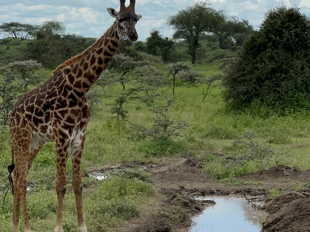 Tanzania Roadside Expeditions-阿鲁沙必去景点