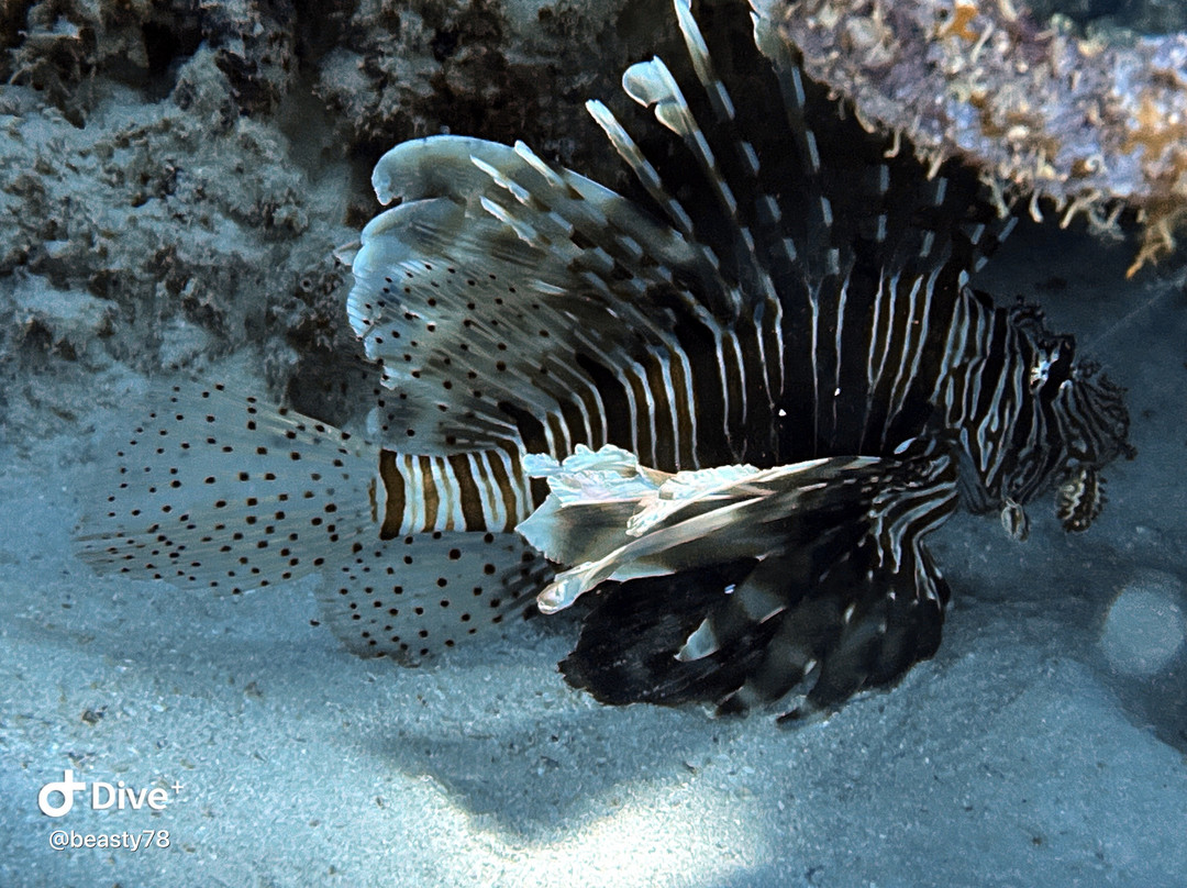 Aquarius Diving Club-马卡迪湾必去景点