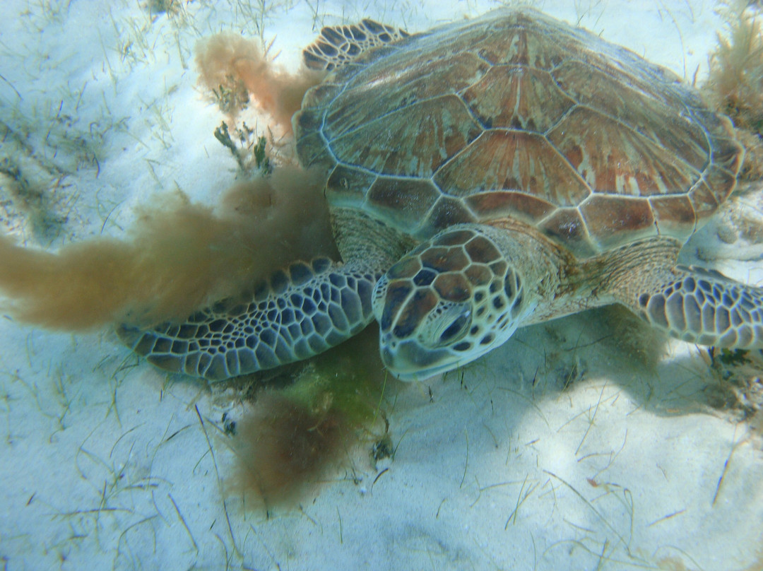 Froggy's Reef Tours and Snorkeling Carriacou-Carriacou Island必去景点
