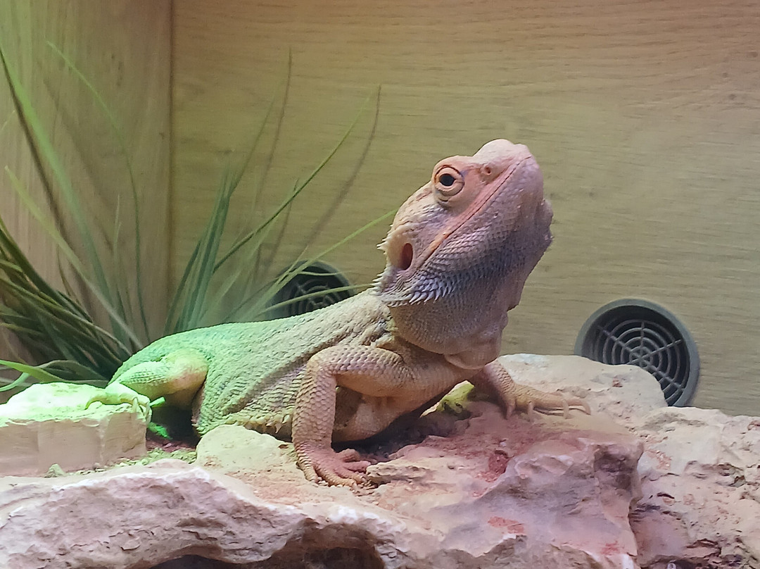 Manorafon Farm Park-Abergele必去景点