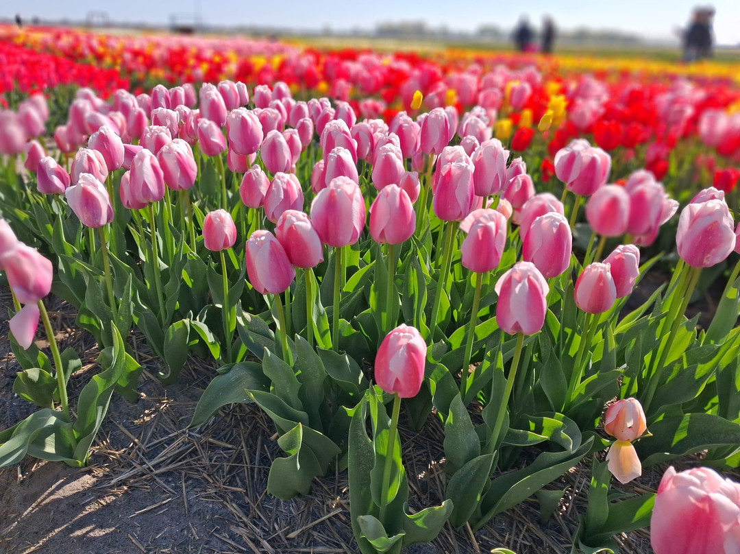 Tulip Experience Amsterdam-诺德韦克豪特必去景点