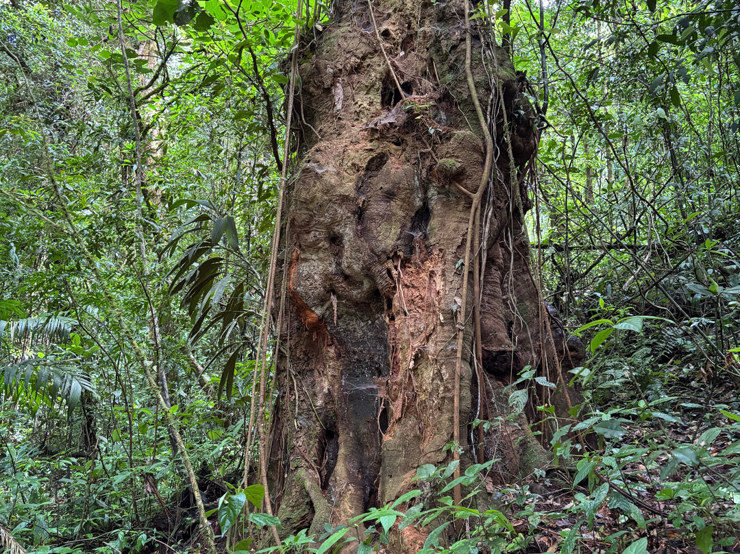 Monteverde Experts-Los Tornos必去景点