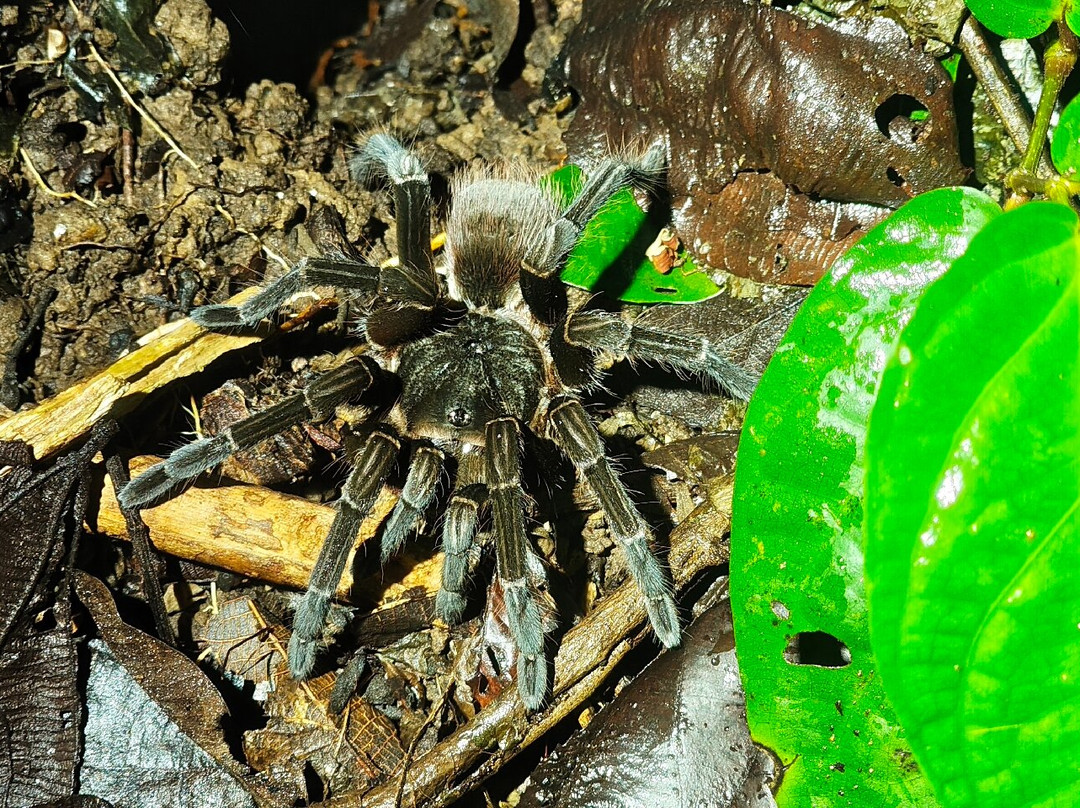 Tarantulas Way-卡维塔必去景点