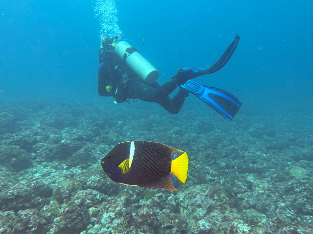 Rocket Frog Divers-Playas del Coco必去景点