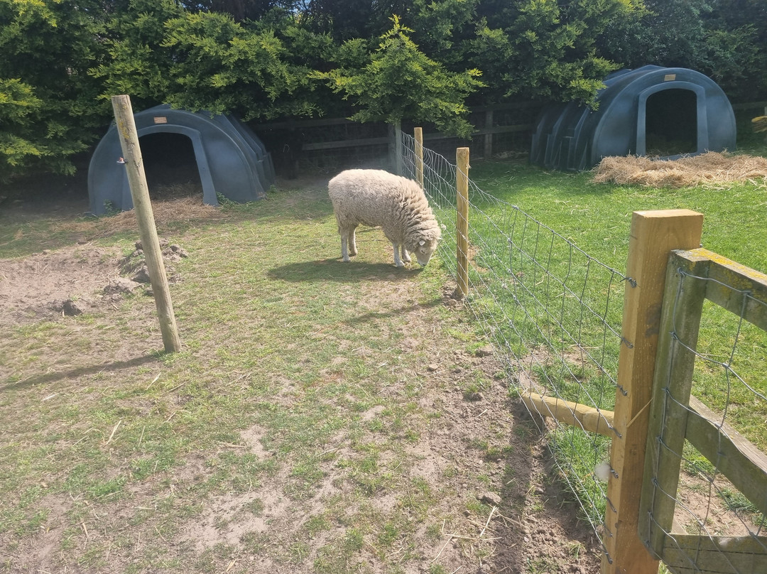 Hillside Shire Horse Sanctuary-West Runton必去景点