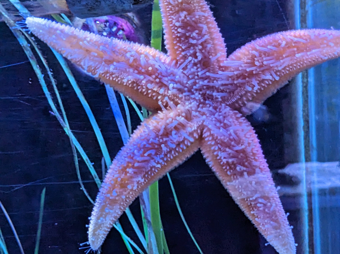 Aquarium de Dunkerque-敦克尔克必去景点