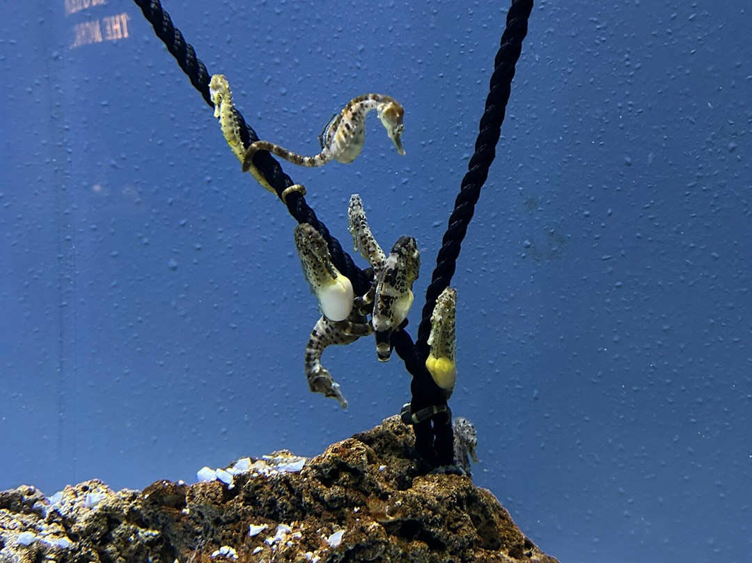 热那亚水族馆-热那亚必去景点