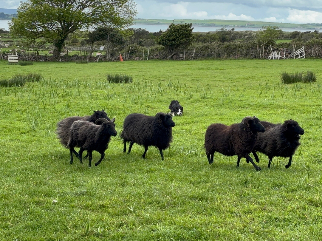 West Kerry Sheep Dog Demonstrations-凯里郡必去景点