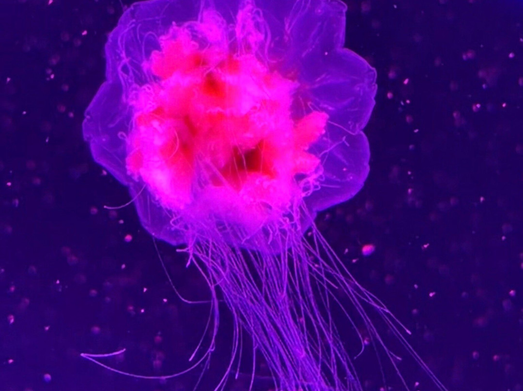 Jellyfish Museum-庞帕诺比奇必去景点