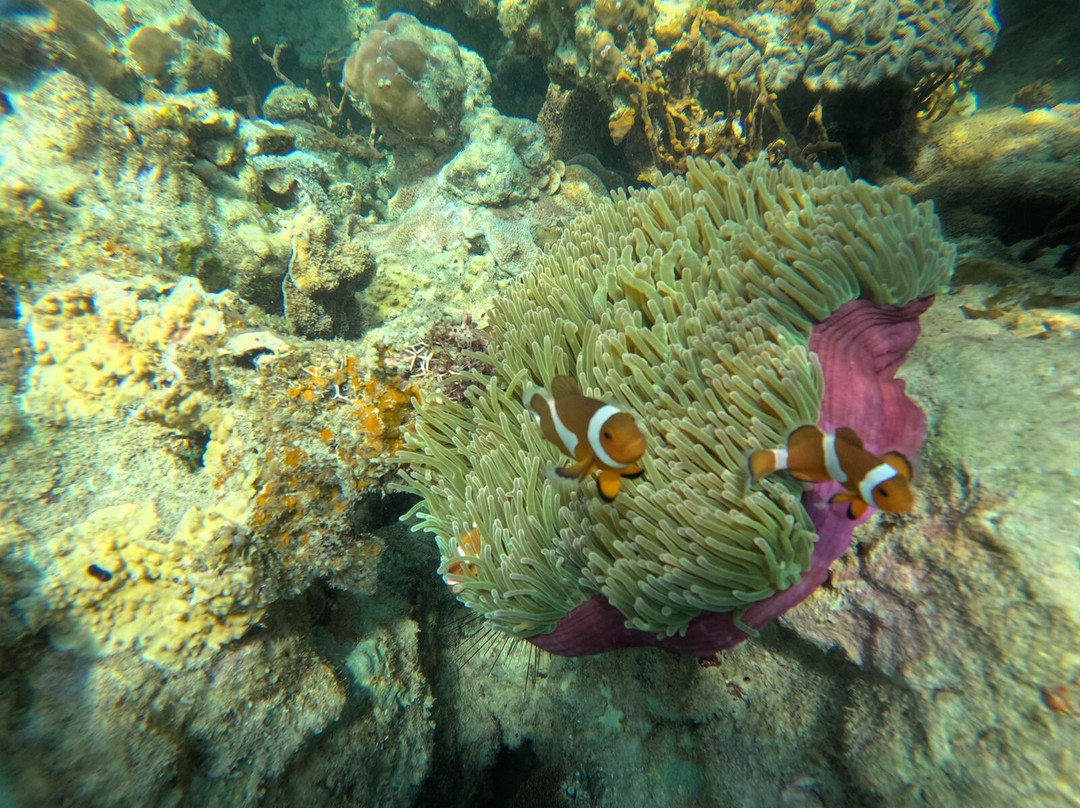 Batam Snorkeling Tour-Tembesi必去景点