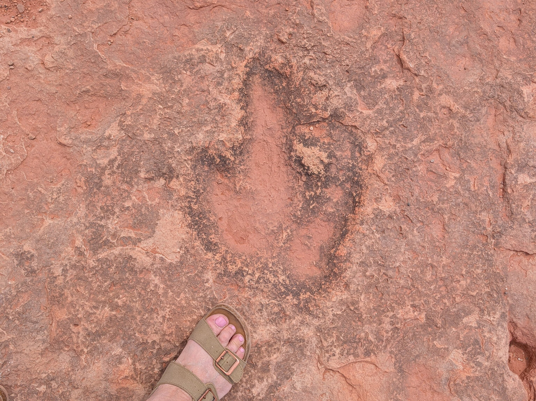 Dinosaur Tracks-蒂巴城必去景点