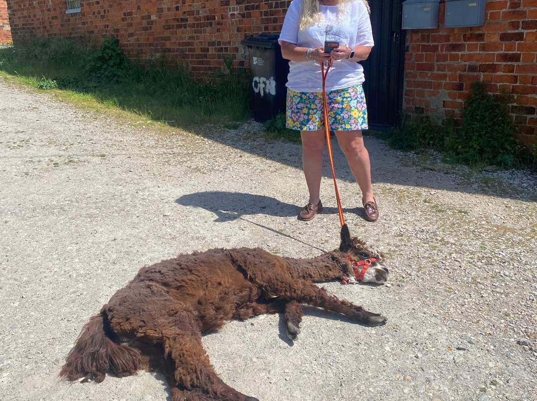 Alpaca Trekking-Wells-next-the-Sea必去景点