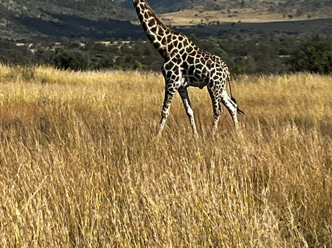 Kgabo Safaris-Mogwase必去景点