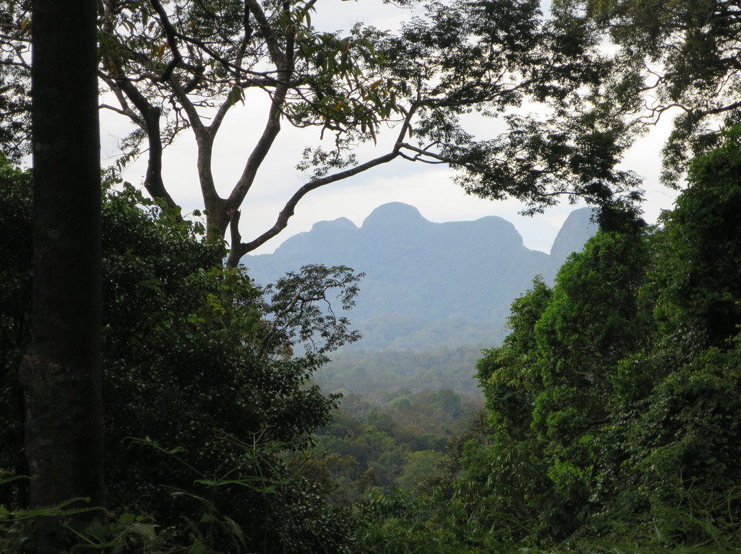 Taman Negara National Park-彭亨必去景点