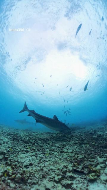 Fuvahmulah Scuba Club-旅行者