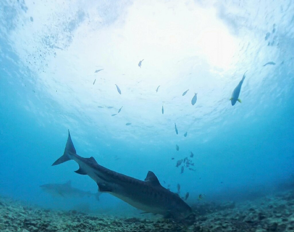 Fuvahmulah Scuba Club主图