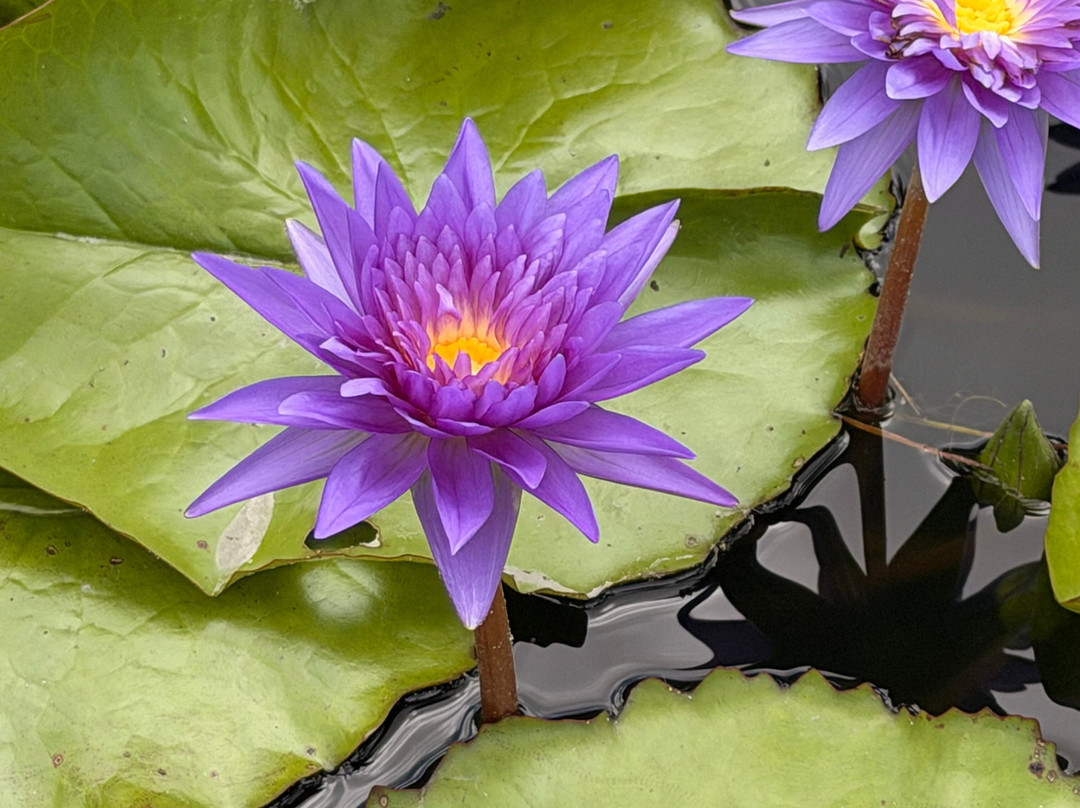 Marie Selby Botanical Gardens-萨拉索塔必去景点
