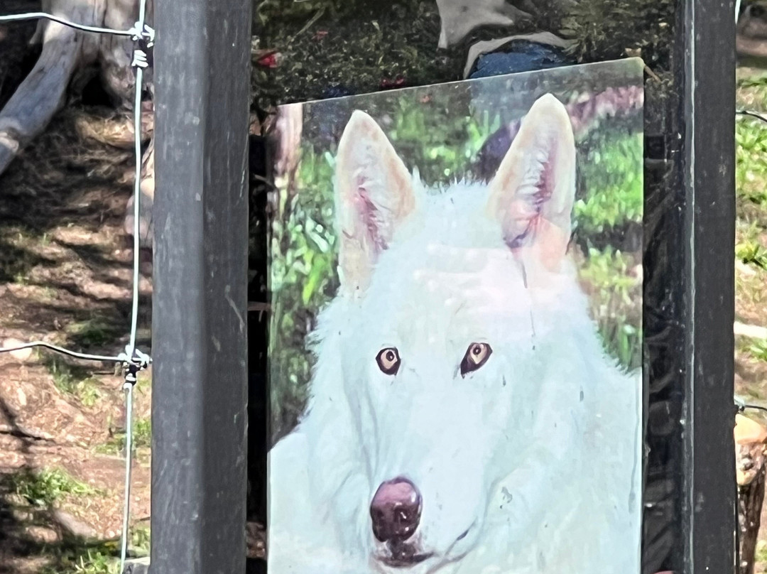 Colorado Wolf Adventures-Woodland Park必去景点