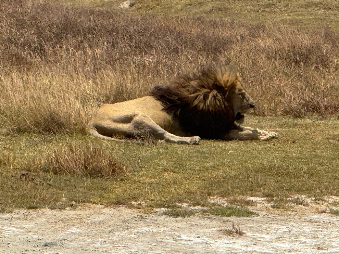 Livingstone Safari Tanzania-阿鲁沙必去景点