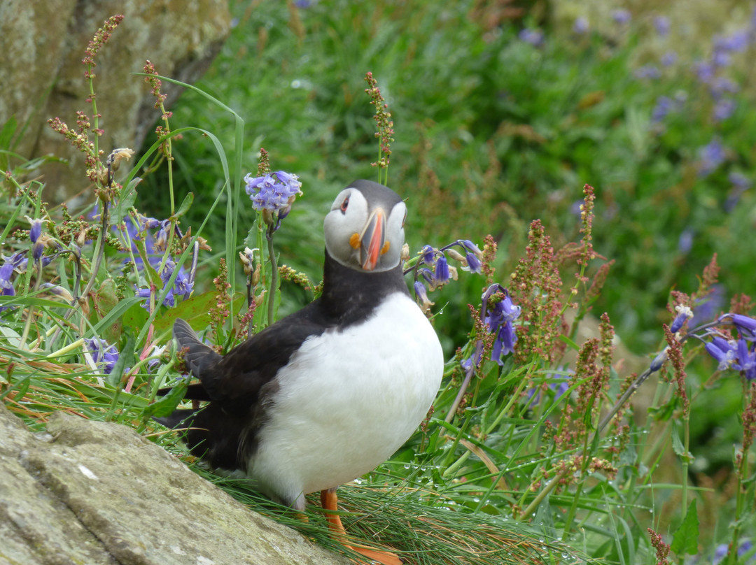 Mull Wildlife Breaks-Salen必去景点