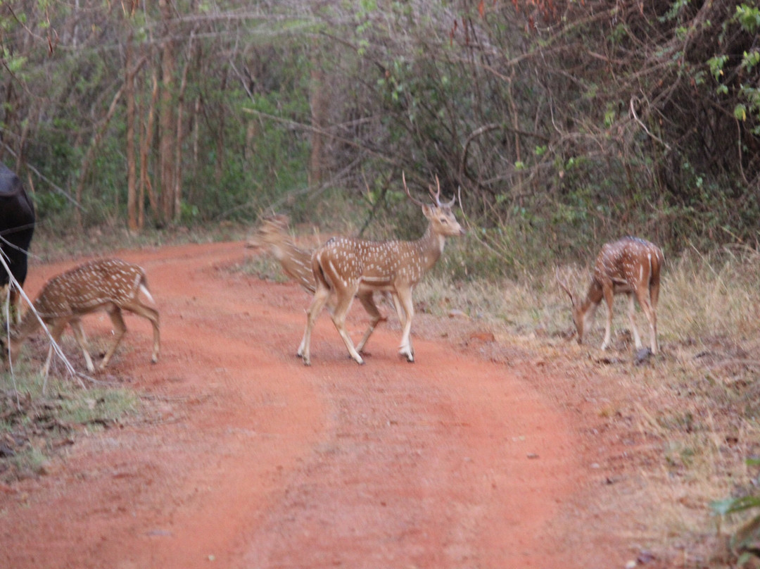 Tadoba Jungle Camp - Jungle Camps India主图