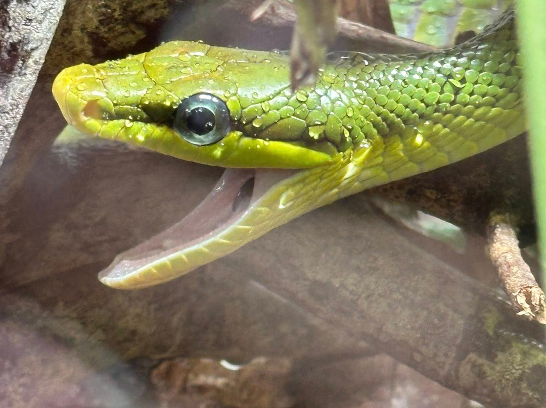 St. Augustine Alligator Farm Zoological Park-圣奥古斯丁必去景点