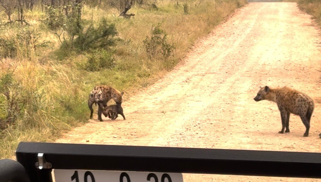 Kruger Park Game Drives-马里兰必去景点