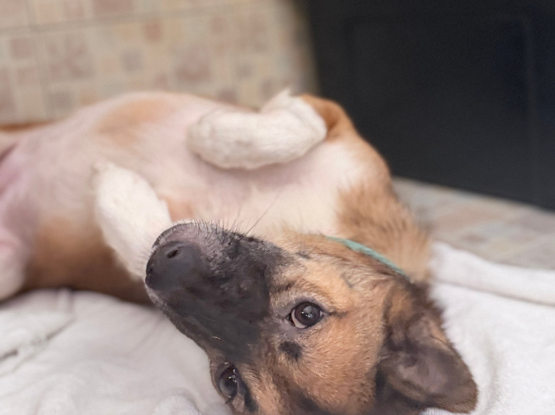 Dog and Cat Rescue Samui Foundation-塔林必去景点