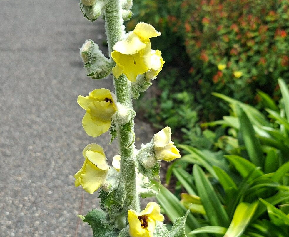 Ventnor Botanic Garden-文特诺必去景点