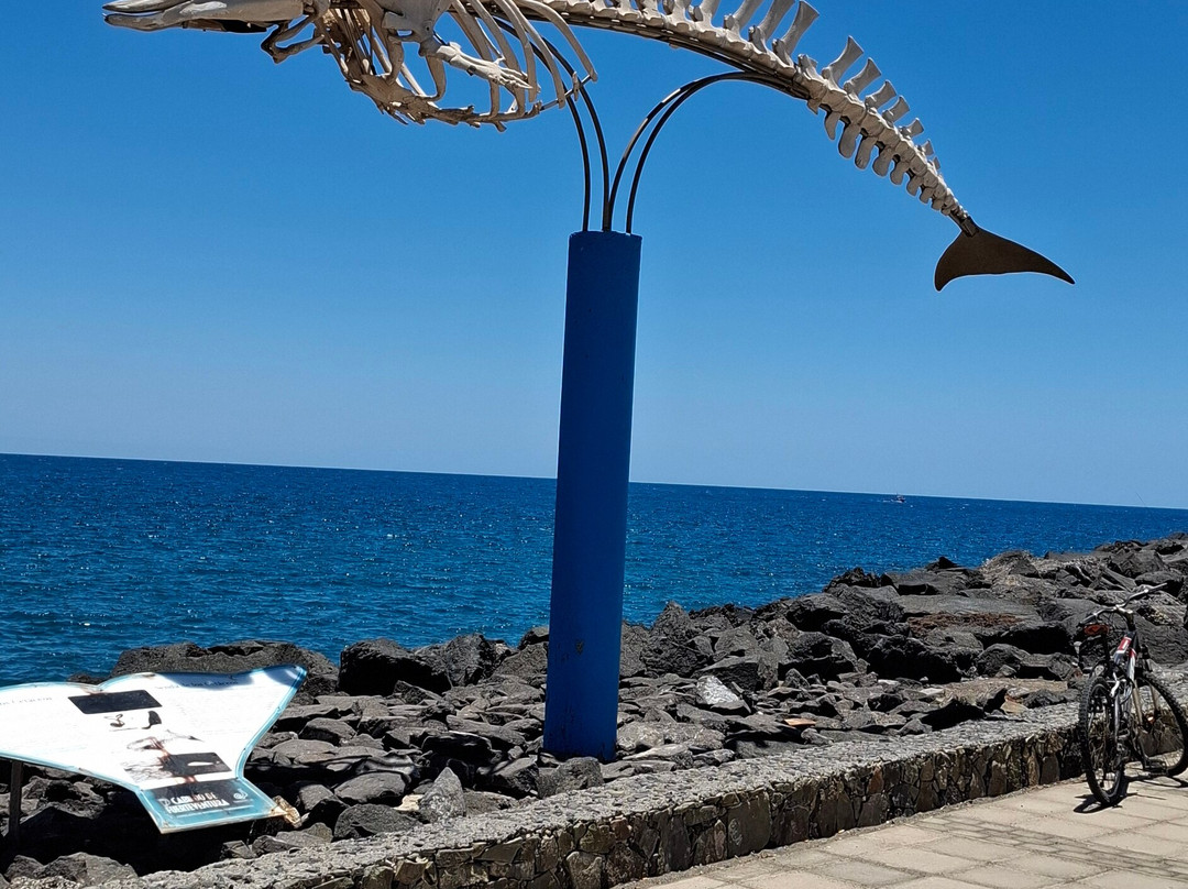 Cuvier's Beaked Whale Skeleton-El Cotillo必去景点