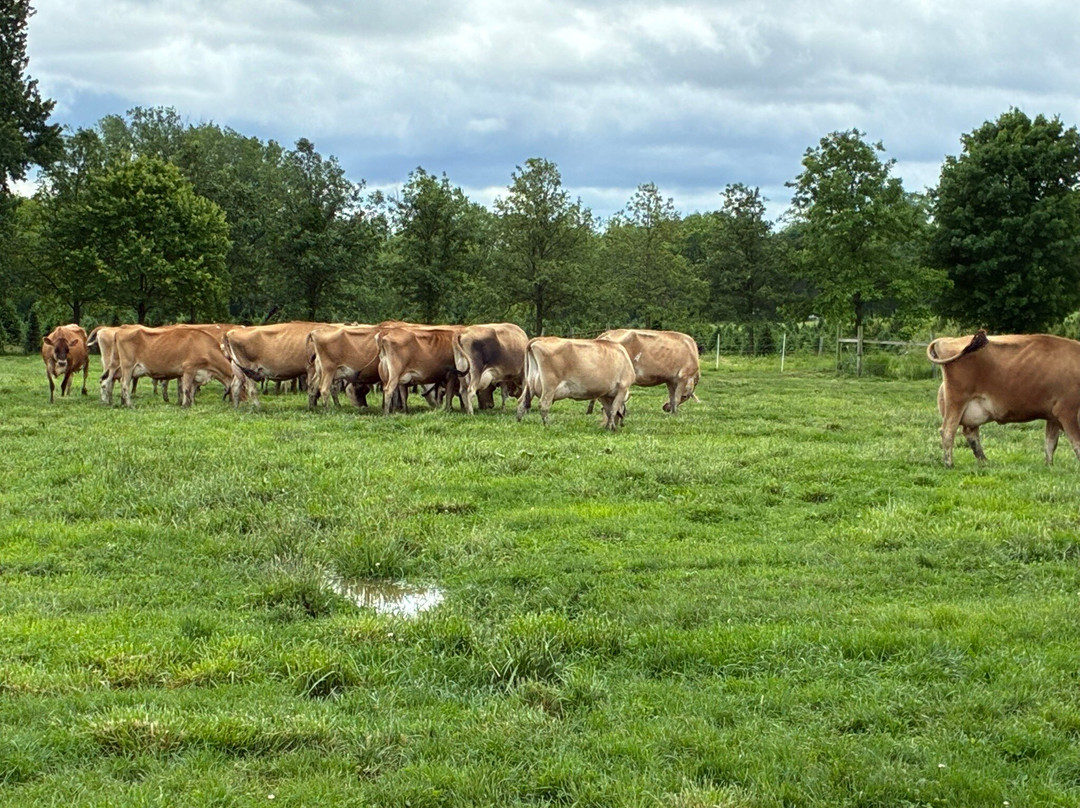 Young's Jersey Dairy Farm-Yellow Springs必去景点