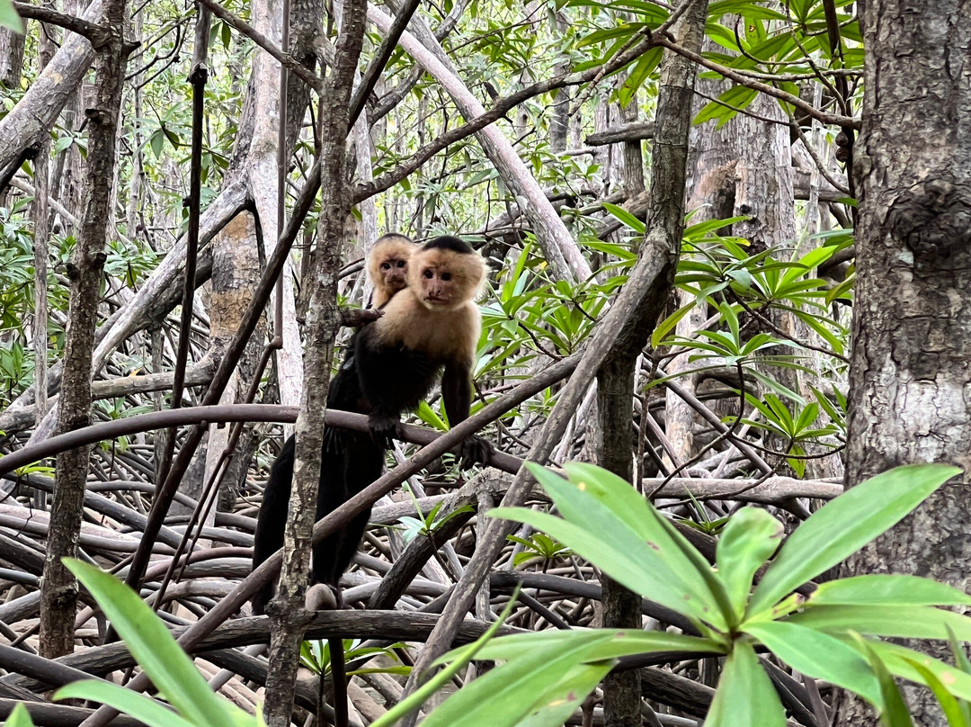 Mangrove Boat Tour-克波斯必去景点
