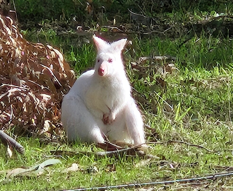 Softfoot Farm & Wildlife Park-Hindmarsh Valley必去景点
