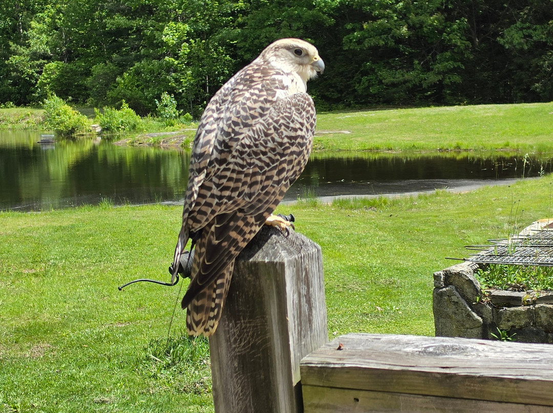 Monadnock Falconry-Temple必去景点