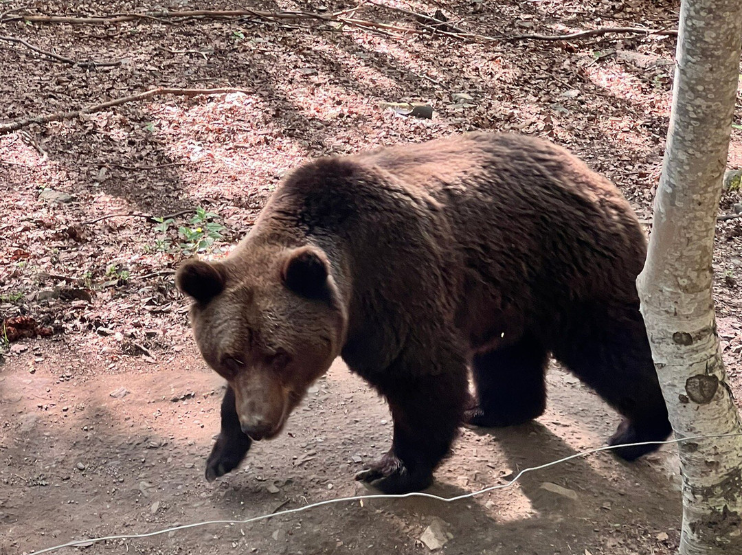 BEAR SANCTUARY Belitsa-Belitsa必去景点