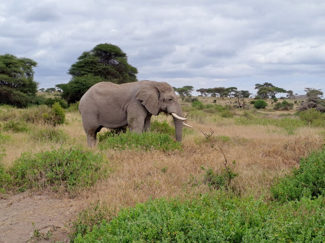 Maasailand Milele Tembo Lodge主图