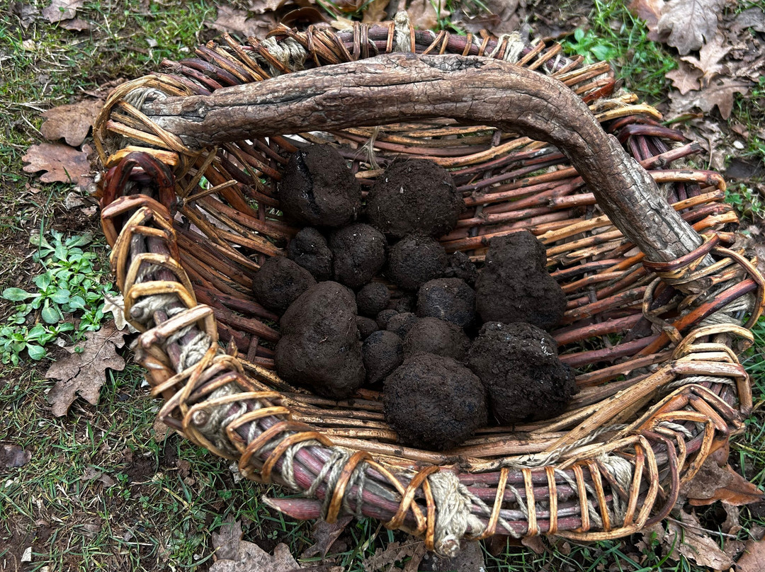 The Truffle Farm Tasmania-德洛兰恩必去景点