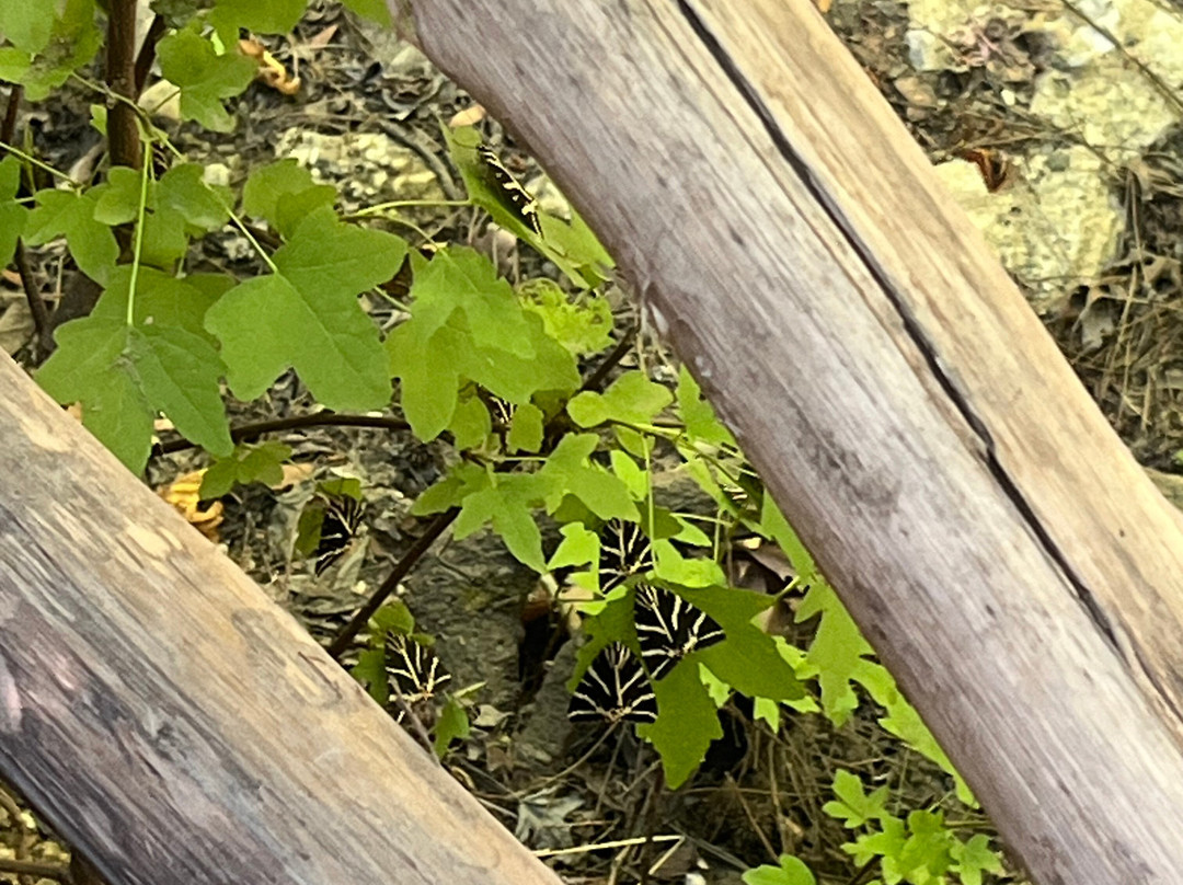 Valley of the Butterflies-Petaloudes必去景点