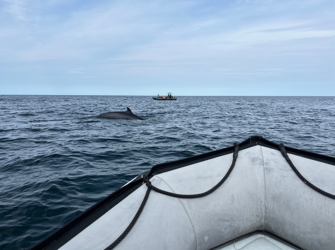 Capt. Mark's Whale and Seal Cruise-Pleasant Bay必去景点