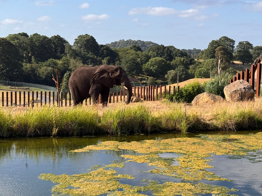 Safari Lodges At West Midlands Safari Park主图