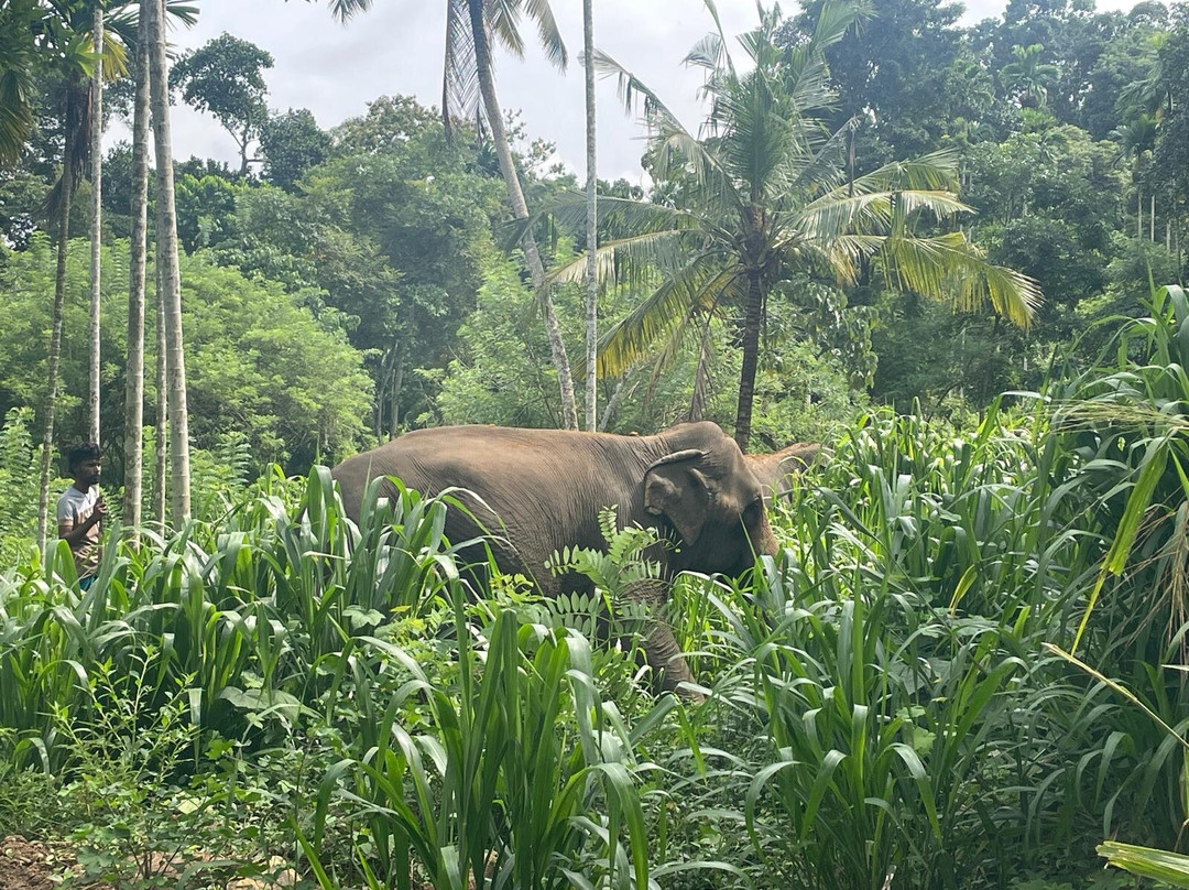 Elephant Freedom Project-凯格勒 必去景点