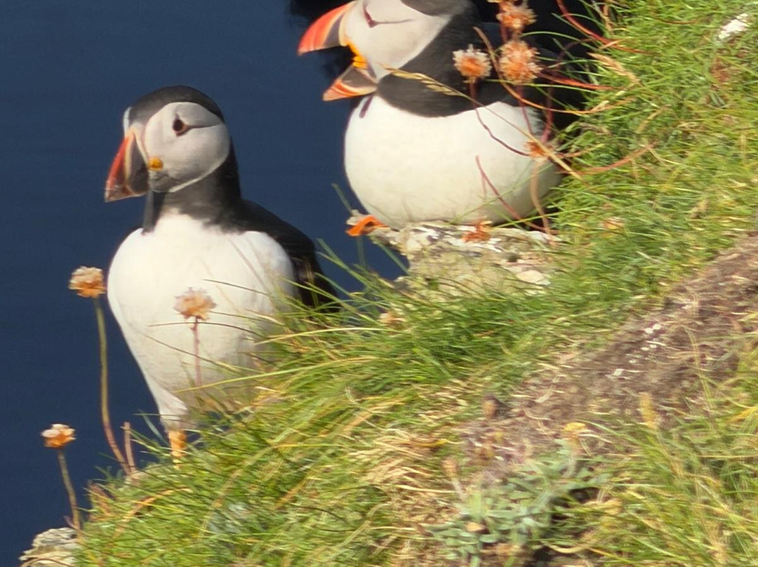 Wild Orkney Walks-Stromness必去景点