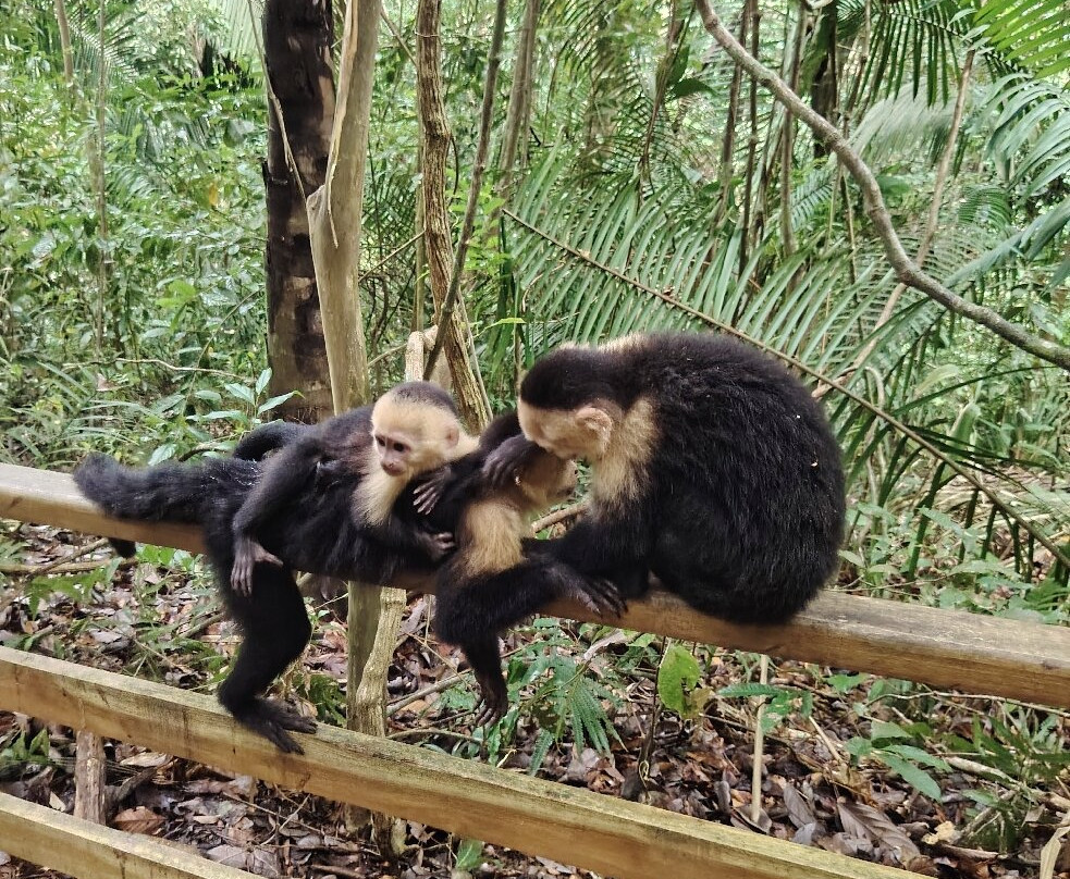 Manuel Antonio National Park-哥斯达黎加安东尼奥国家公园必去景点