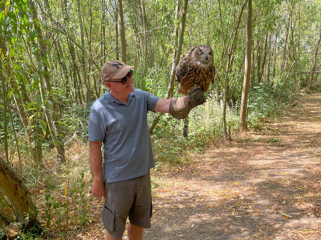 Bird on the Hand Falconry Experiences-Church Langton必去景点