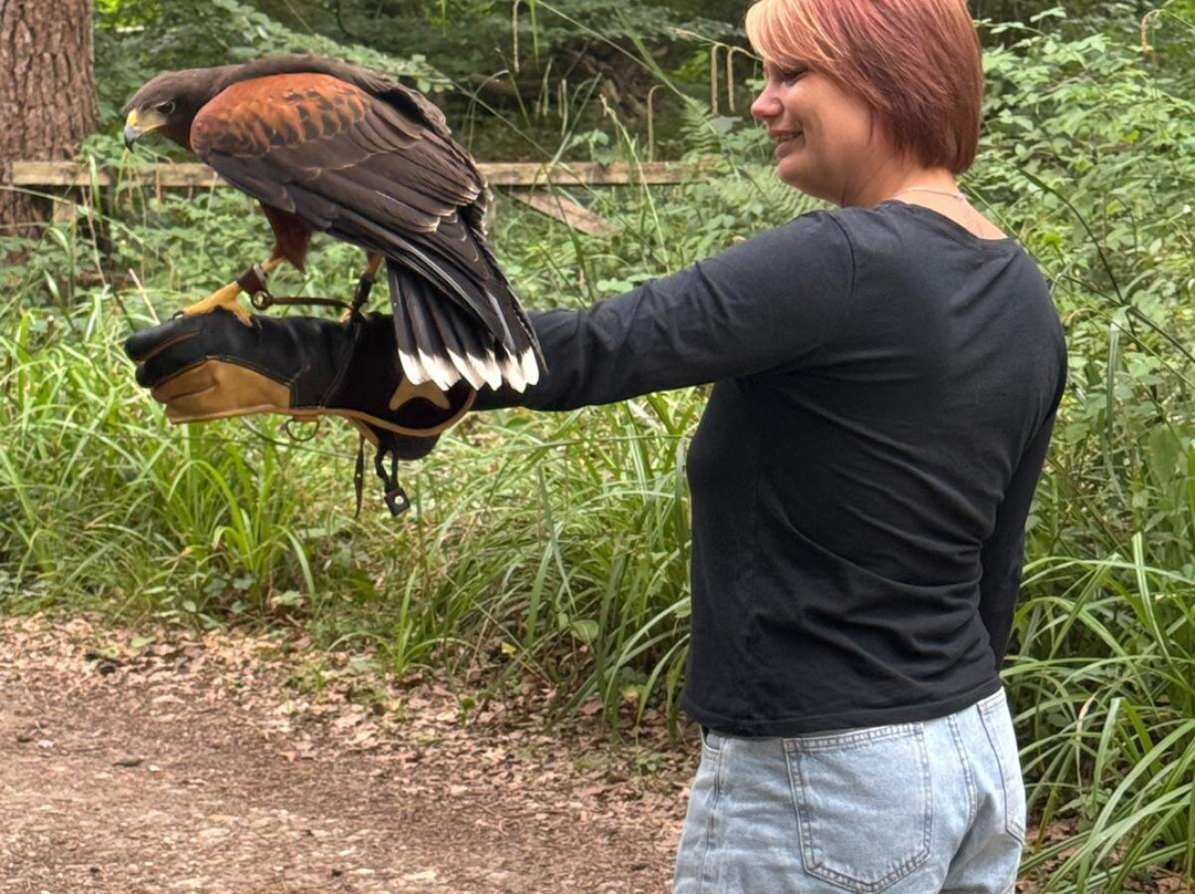 Hampshire Hawk Walks-Four Marks必去景点