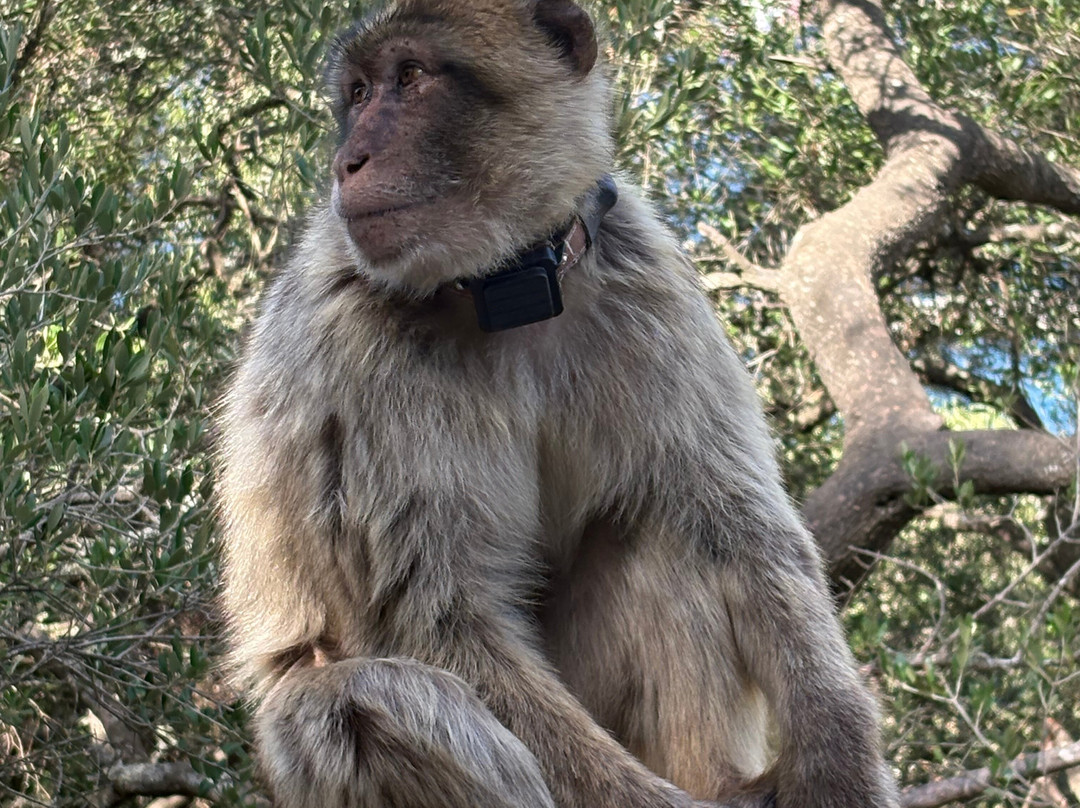 Gibraltar Upper Rock Nature Reserve-直布罗陀必去景点