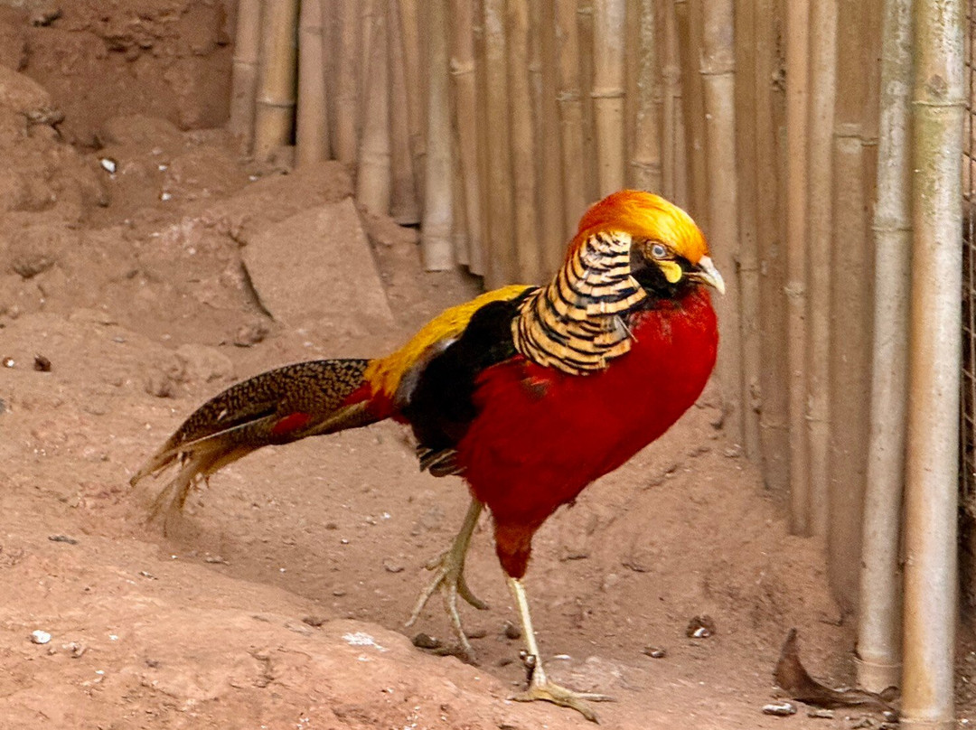 Khao Kho Zoo-考柯县必去景点
