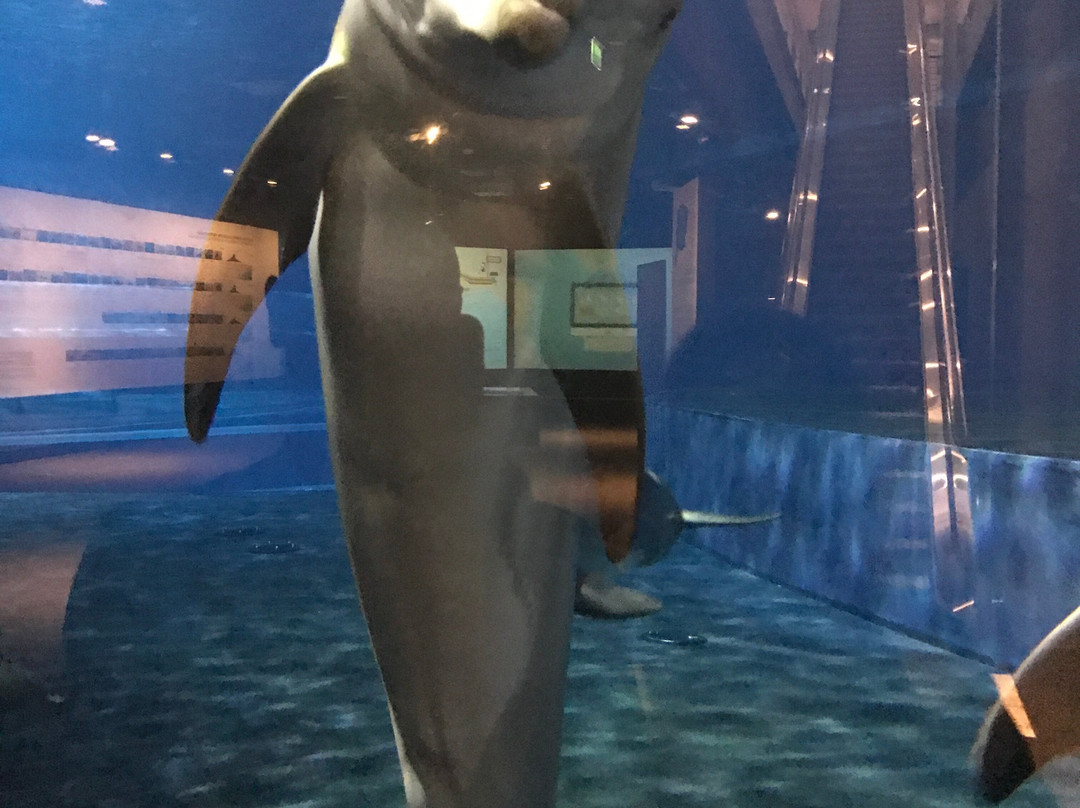 热那亚水族馆-热那亚必去景点