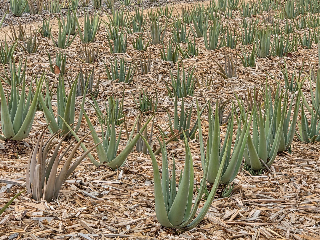 Aruba Aloe Factory, Museum and Store-阿鲁巴岛必去景点
