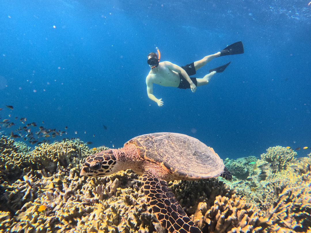Menjangan Trip Snorkeling & Diving-Pejarakan必去景点